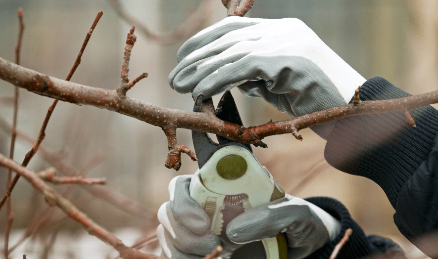 Titan Tree Service
